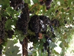 zinfandel on the vine