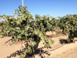 head trained vines