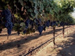 ripe grapes on the vine