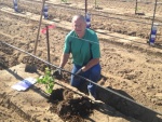 Tom McKenzie, planting new vines