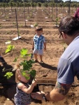 next generation planting vines