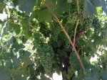 grape vines