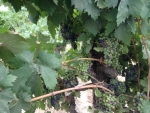 ripening on the vine